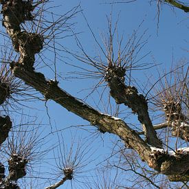 Alter Baum, bedeckt mit einer dünnen Schneeschicht von Toekie -Art