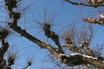 Alter Baum, bedeckt mit einer dünnen Schneeschicht von Toekie -Art
