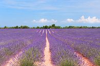 Lavendelfeld in Frankreich von Ivonne Wierink Miniaturansicht