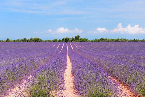 Lavendel veld in Frankrijk
