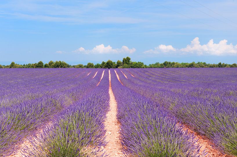 Lavendelfeld in Frankreich von Ivonne Wierink