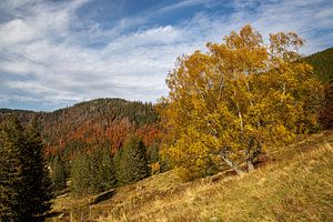 Birke am Menzenschwander Geißenpfad im Herbst