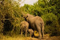 Een olifantenfamilie aan het eten in Oeganda, Afrika van Laurien Blom thumbnail