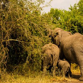 Een olifantenfamilie aan het eten in Oeganda, Afrika van Laurien Blom