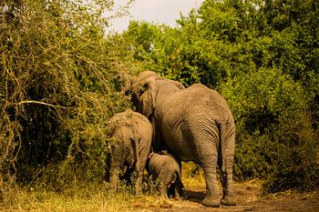 Een olifantenfamilie aan het eten in Oeganda, Afrika