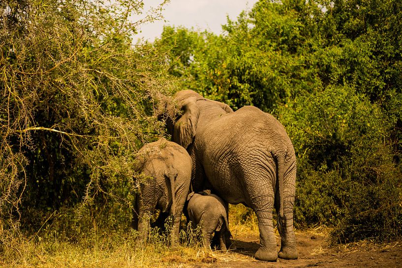 Een olifantenfamilie aan het eten in Oeganda, Afrika van Laurien Blom