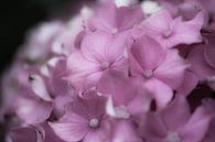 hortensia doux lilas par Tania Perneel Aperçu