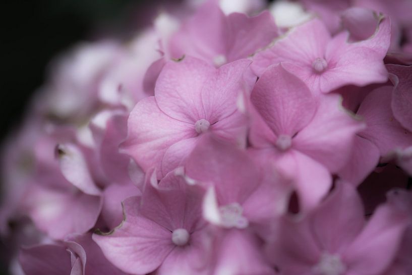 hortensia doux lilas par Tania Perneel