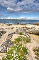 Daisies at the beach of Galway Bay, Ireland