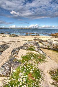 Madeliefjes tegen rotsen aan Galway Bay, Ierland