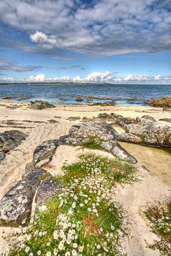 Pâquerettes contre des rochers dans la baie de Galway, Irlande