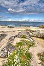 Madeliefjes tegen rotsen aan Galway Bay, Ierland van Hans Kwaspen thumbnail
