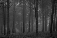 Forest on a foggy morning