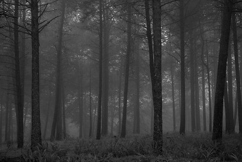 Bos op een mistige morgen