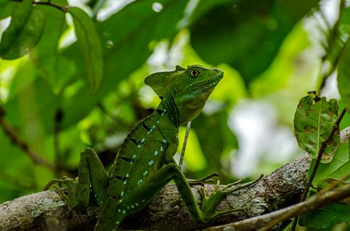 Basilisken-Leguan