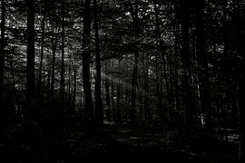 Spotlight im Wald von Jurjen Melinga