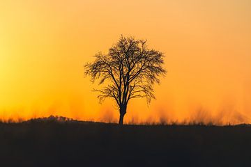 Zonsondergang in de lente met kale bomen