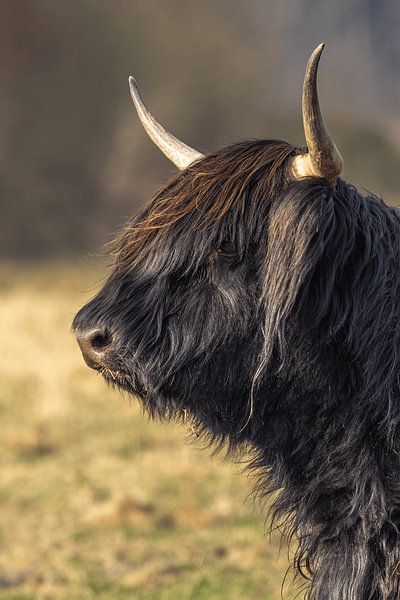 Majestic Scottish Highlander in Profile by Triki Photography