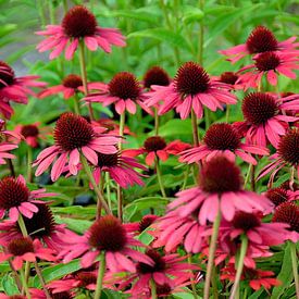 Blooming flowers of Echinacea by AS Photography