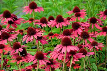 Blooming flowers of Echinacea