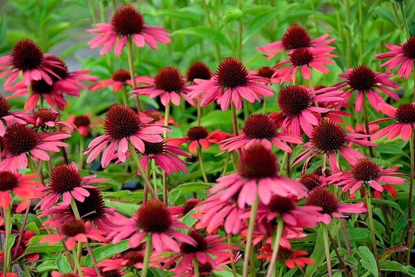 Bloeiende bloemen van Echinacea van AS Photography