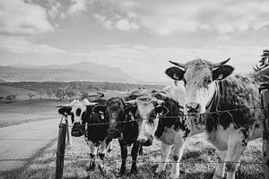 De jolies vaches dans l'Allgäu, avec le Grünten en arrière-plan