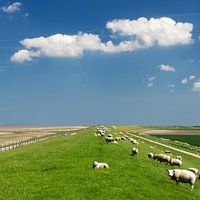 Schafe auf dem Waddendyke ein holländischer Himmel