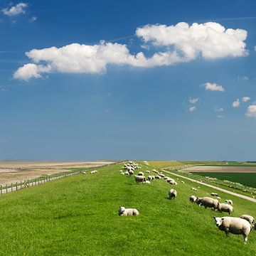 Sheep on the Waddendijk with a Dutch sky by Dirk-Jan Steehouwer