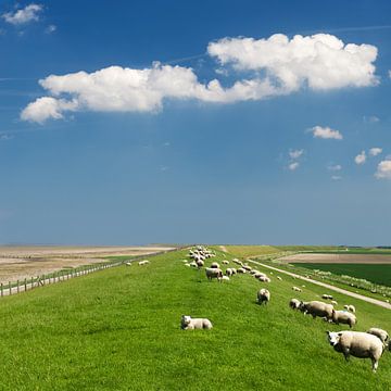 Sheep sur la Waddendyke Un ciel néerlandais sur Dirk-Jan Steehouwer