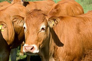 Nieuwsgierige limousin koe