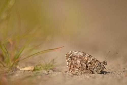 Heivlinder in het Mantingerzand