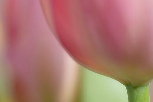 Roze tulp