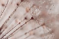 Soft pink colours the droplets on the dandelion by Marjolijn van den Berg thumbnail