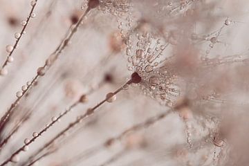 Soft pink colours the droplets on the dandelion by Marjolijn van den Berg
