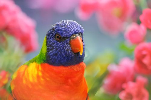 Kleurlijke Lori Papegaai