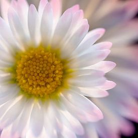 Daisy flower in romantic soft colors by Lisette Rijkers
