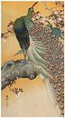 Ohara Koson - Cherry blossoms and peacocks (edited) by Peter Balan thumbnail