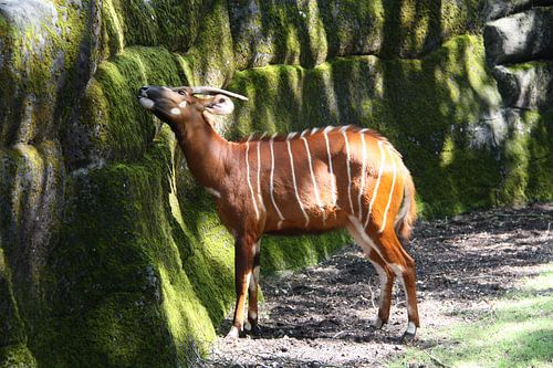 Bongo-antiloop geniet van het mos