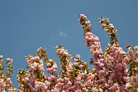 Roze Japanse Kersenbloesem