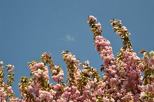 Roze Japanse Kersenbloesem