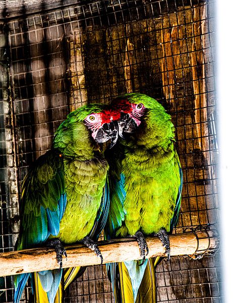 Oiseaux d'amour par desmyrka