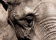 Het oog van de olifant van Rune Scholts thumbnail