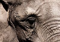 Het oog van de olifant