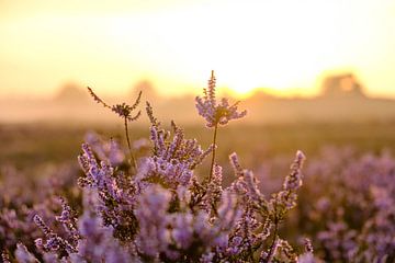 Blooming Heather plants close up during sunrise by Sjoerd van der Wal Photography