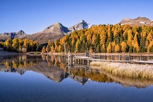 Goldener Herbst am Stazersee im Engadin