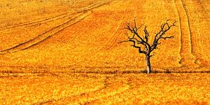 solitary