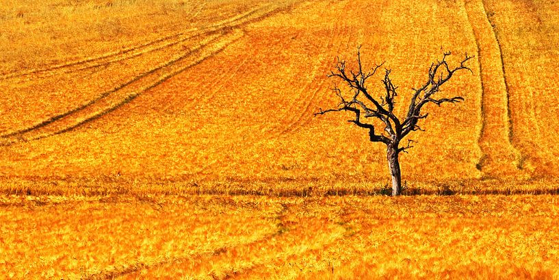 solitary van Yvonne Blokland