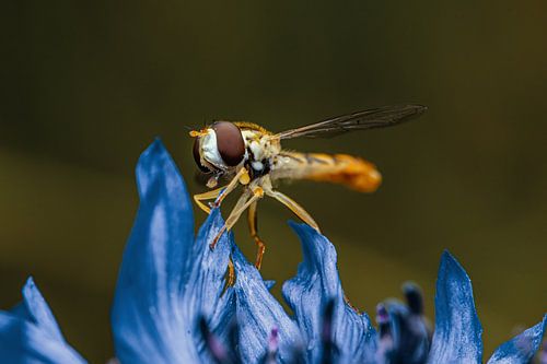 Insect on flower