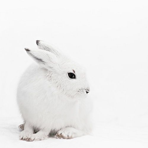 Snowy Hare Serenity