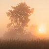 De overwinnende Zon van Loris Photography